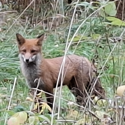 Red Fox