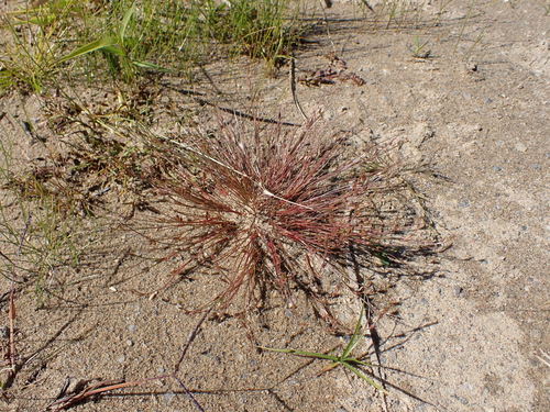 Toad rush