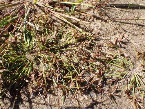 Shining Flatsedge