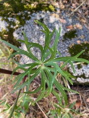 Delphinium cardinale