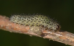 Periclista albida
