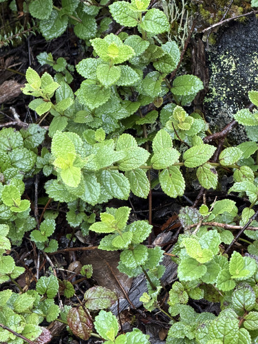 Ma'ohi'ohi