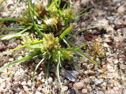 Bearded Flatsedge