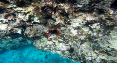 Microspathodon chrysurus