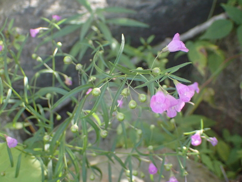 slender false foxglove