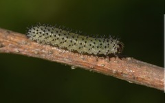 Periclista albida