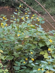 Impatiens pallida, photograph author not stated, no rights reserved