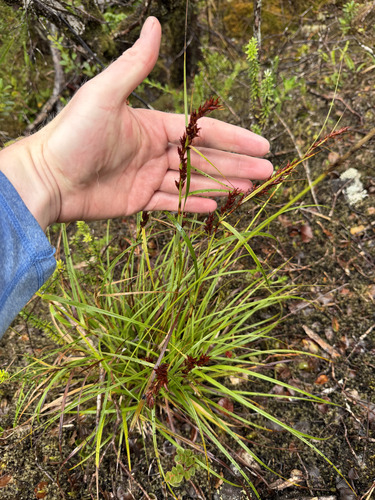 Morelotia gahniiformis observed 2026-09-23