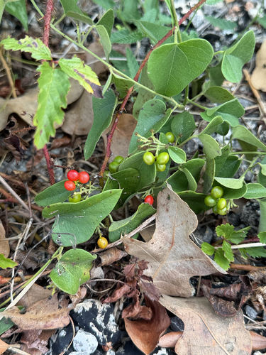 Carolina snailseed