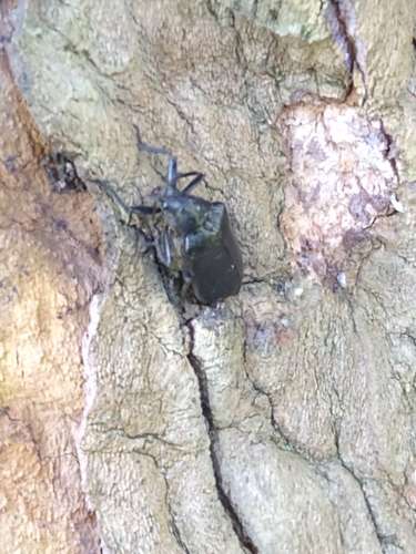 Cedar Beetle