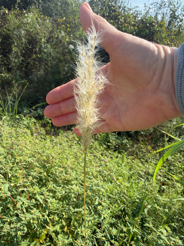 silver bluestem