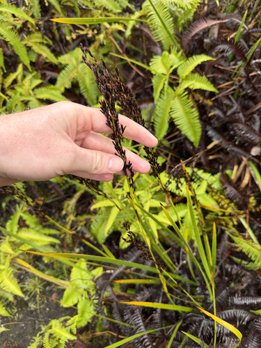 Machaerina angustifolia observed 2026-09-23