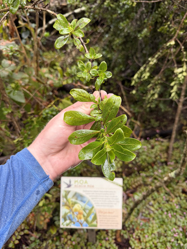 Coprosma montana observed 2026-09-23