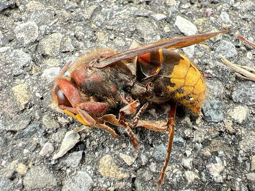 European Hornet