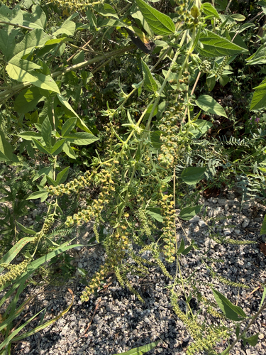 giant ragweed