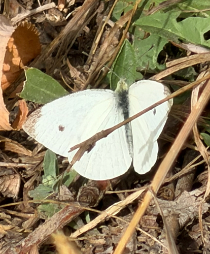 Small White