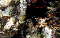 Microspathodon chrysurus