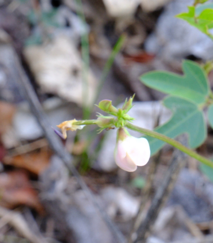 trailing fuzzy-bean