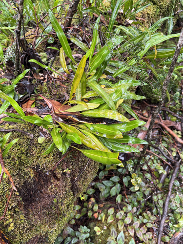 Elaphoglossum wawrae observed 2026-09-23