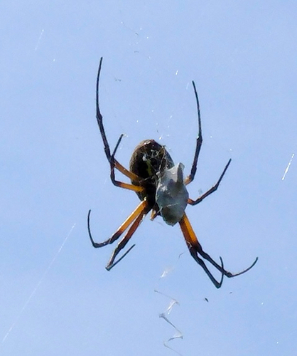 Yellow Garden Spider