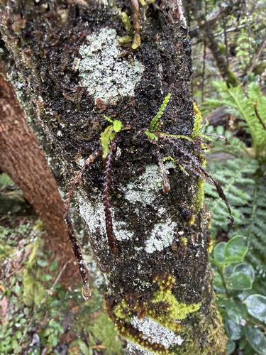 Stenogrammitis saffordii observed 2026-09-23