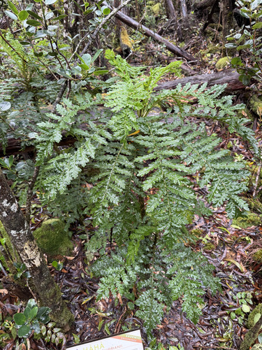 Cyanea shipmanii observed 2026-09-23