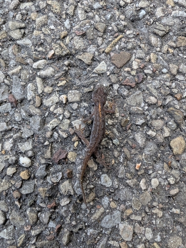 Alpine Newt