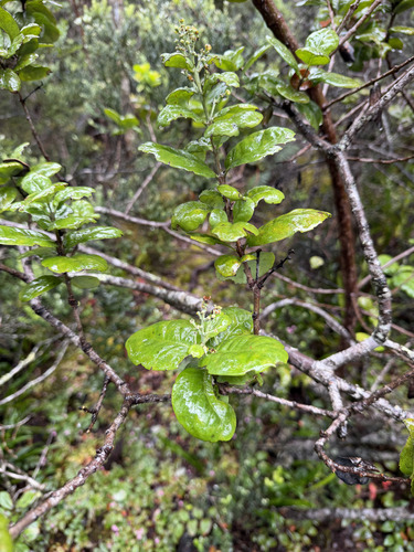 Santalum paniculatum observed 2026-09-23