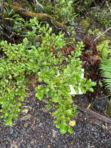 Coprosma montana observed 2026-09-23