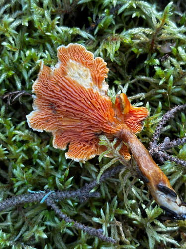 False Chanterelle