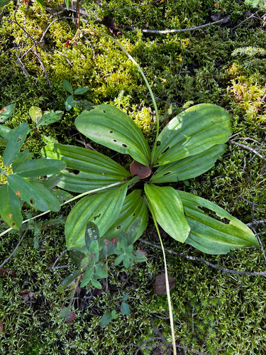pink lady's slipper