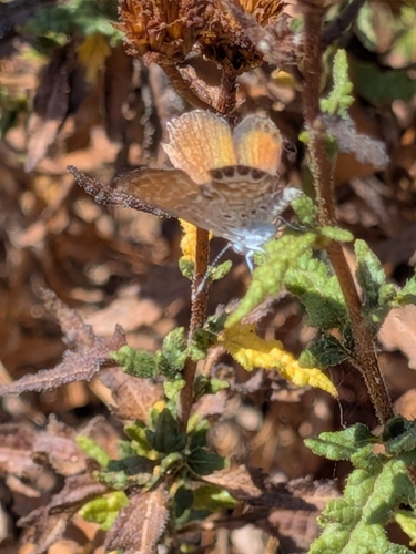 Western Pygmy-Blue