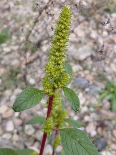 powell's amaranth
