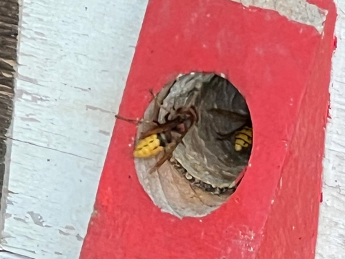 European Hornet