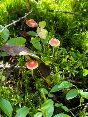 Scarlet Bonnet