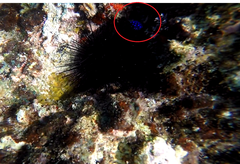 Microspathodon chrysurus