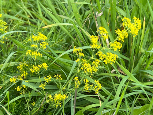 Lady's Bedstraw