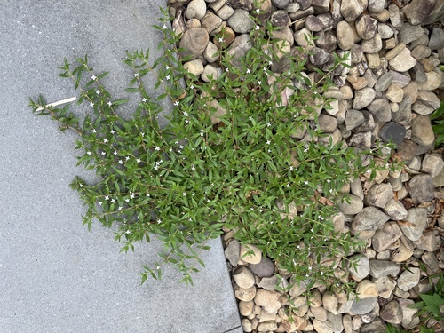 Diodia virginiana, photograph 4