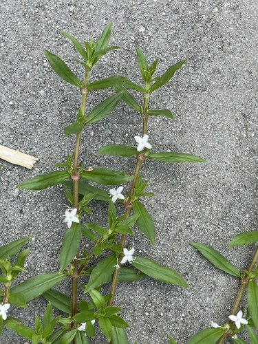 Diodia virginiana, photograph 6