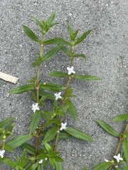 Diodia virginiana, photograph (c) Engers, some rights reserved (CC BY)