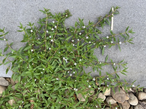 Diodia virginiana, photograph 5