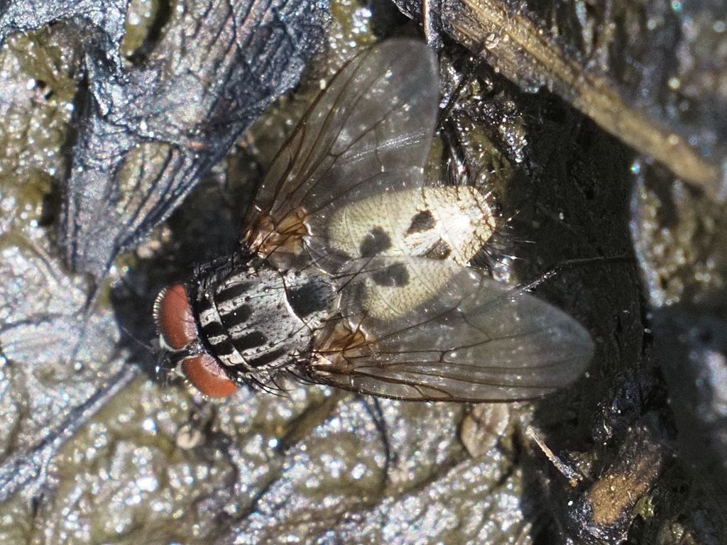 Myospila alpina