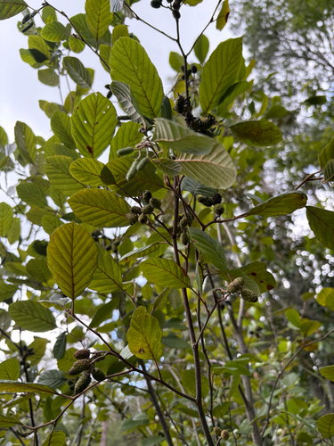 smooth alder