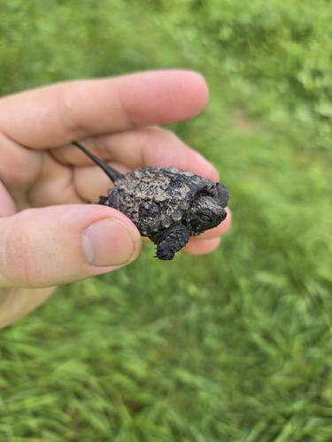 Common Snapping Turtle