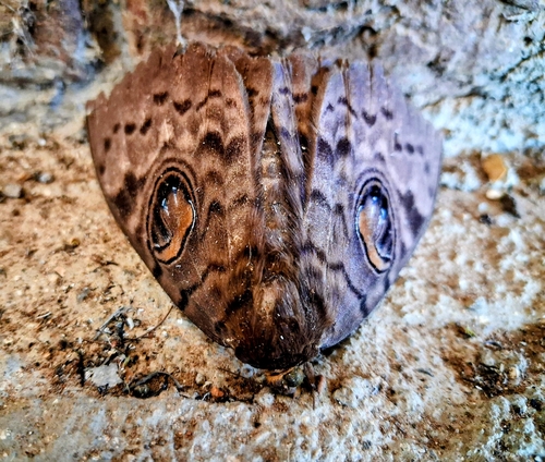 Walker's Owl