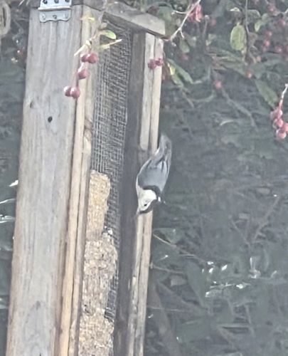 White-breasted Nuthatch