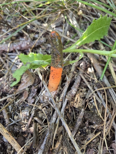 devil's dipstick