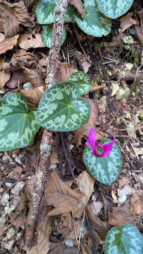 European Cyclamen