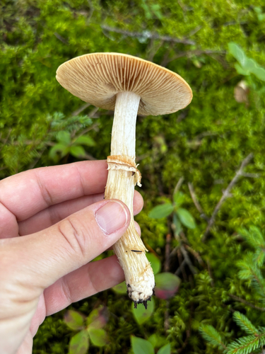 Wrinkled Cortinarius