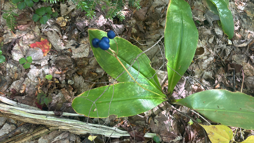 bluebead lily